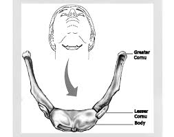 Image result for Hyoid Bone