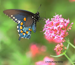 This species overwinters as a chrysalis, and it is likely that in most years cannot survive. From A Caterpillar To A Butterfly Don T Eat Em Here S Why Bug Squad Anr Blogs