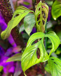 Image result for Limeum fenestratum