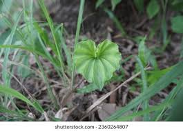 Image result for Nervilia petraea