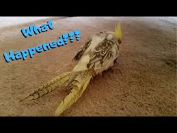 My Cockatiel Bird Has A Feather Bleeding From Its Tail And It Looks Long  And Bleedly I'M Really Scared And Afraid Because I'Ve Been... | Petcoach