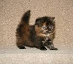Tortoiseshell cat - Wikipedia