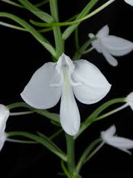 Image result for Habenaria petitiana