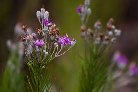 Image result for Vernonia wollastonii
