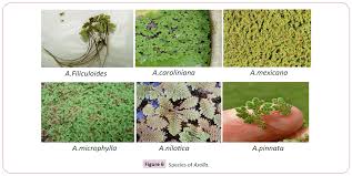 Image result for Azolla