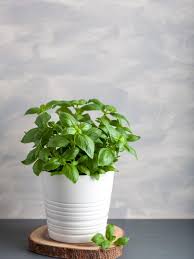 Fluorescent bulbs supplement natural light in a windowsill. Tips For Growing Basil Plants Indoors