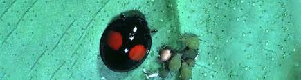Are Black And Red Ladybugs Poisonous Q I Found A Black Ladybug And It Has Two Red Spots On It I Have Never Seen One Like It Before Is It Rare Uf Ifas Extension Nassau County