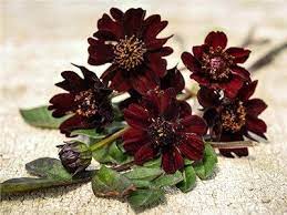 Cosmo Black Magic Chocolate Cosmos Heirloom Seeds Crocus Plants