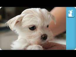 80 Seconds Of A Precious Maltese Puppy Getting A Bath Youtube Maltese Puppy Maltese Dogs Care Puppies