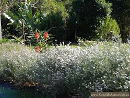 Image result for Eriocephalus