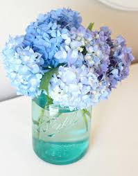 Kết quả hình ảnh cho cẩm tú cầu nhiều màu