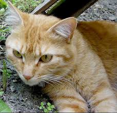 Plume De Sable Wikia Les Chats Sauvages Fandom Tu peux pas comprendre, t'es pas un chat ! sable wikia les chats sauvages fandom