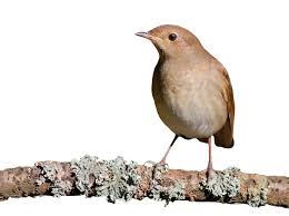 Welcome to the real nightingale class a sound. Nightingale Definition And Meaning Collins English Dictionary