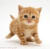 Cream Ginger British Shorthair