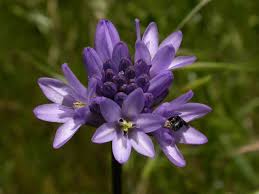 Image result for Oncocalyx bolusii