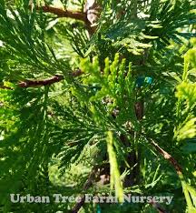 Image result for Calocedrus decurrens