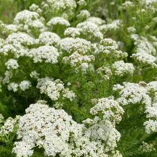 Image result for Selago lacunosa