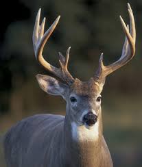 Louisiana provides many private and public land hunting opportunities to take advantage of. Louisiana S Top Deer Hunting Wmas