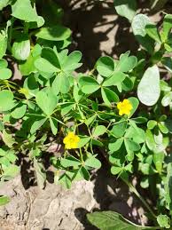 Image result for Oxalis anthelmintica