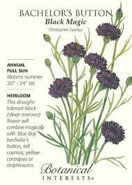 Black Magic Bachelor S Button Seeds 1 Gram Bachelor Buttons Planting Bulbs House Plant Delivery