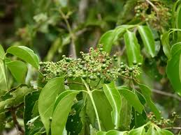 Image result for Psydrax fragrantissima