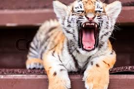 Image result for angry baby tiger