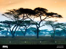 Image result for Acacia abyssinica