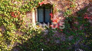 Brick Wall Background Bush Fall Flora Foliage Grape Green Ivy Leaf Nature Orange Plant Retro Wall Exterior Brick Exterior House Red Brick House