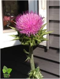 The quality that most makes milkweed stand out, though, is its importance in the life cycle of monarch butterflies. Milk Thistle Container Crazy Ct