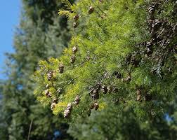 Image result for Pseudovigna