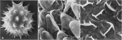 Image result for Bidens burundiensis