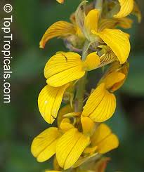 Image result for Crotalaria podocarpa
