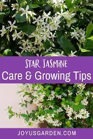 Star Jasmine Care And Growing Tips Joy Us Garden Star Jasmine Trachelospermum Jasminoides Jasmine Flower