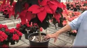 Keep in mind that you are trying to recreate a desert winter. How Do You Take Care Of A Potted Poinsettia Indoors Gardening Channel