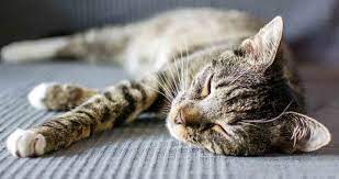 Cat Snoring Everything You Need To Know About Cat Snoring