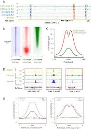 Yan et al., 2019, 2020). The Histone Modification Reader Zcwpw1 Links Histone Methylation To Repair Of Prdm9 Induced Meiotic Double Stand Breaks Biorxiv