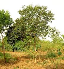 Image result for Dialium guineense