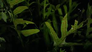 Image result for Microsorum scolopendria