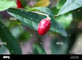Image result for Synsepalum