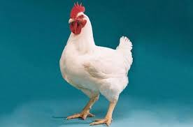 Dengan menggeluti bisnis ini para pengusahanya akan mendapatkan keuntungan yang lumayan menggiurkan, karena harga ayam. Daftar Harga Ayam Broiler Hari Ini Maret 2021 Terbaru Farmbos Com