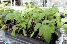 Do you have juliet tomato in stock know 3/24/2021. Tomato Varieties In The Bates Garden 2018 News Bates College