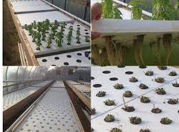 Aquaponics Floating Raft Foam Sheet Aquaponic