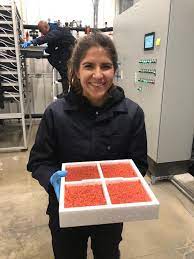 Sapphire is 8.5 miles east of cashiers. First Batch Of Salmon Eggs Arrive At Miami Ras Hatchery From Iceland Hatchery International