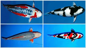 24 types and characteristics of the koi fish part 1