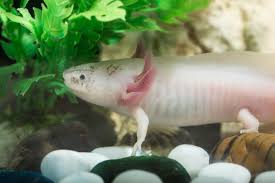These scientifically formulated pellets contain nutrition levels similar shipping your axolotl food shipping is included in the above prices. Axolotl Care Sheet Your Expert Guide To Housing Feeding Breeding