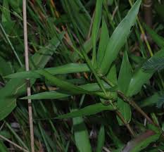 Image result for Acroceras zizanioides