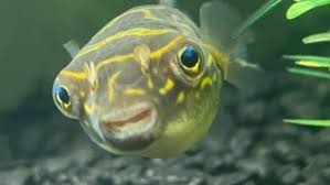 We did not find results for: Spotted Congo Puffer Puffer Tetrodon Schoutedeni Tank Facts