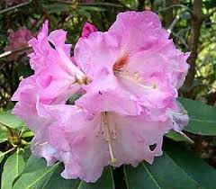 R Newcomb S Sweetheart With Images Rhododendron Plant Rhododendron