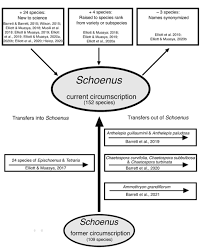 Image result for Asterochaete angustissima