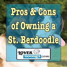 How much does a st berdoodle cost. Pros And Cons Of Owning A Saint Berdoodle Lover Doodles